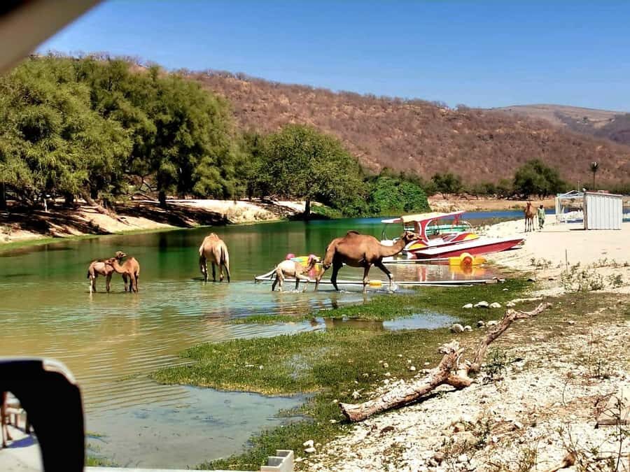 East Salalah Tour by VisitSalalah - Where the day starts: Ain Razat springs and the Khareef connection