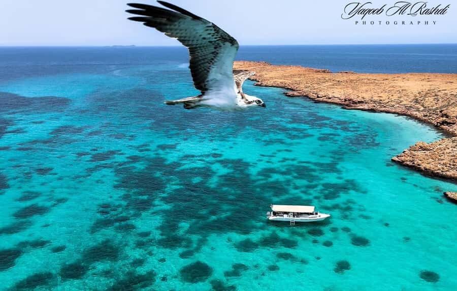 From Al-Seeb: Dimaniyat Islands Boat Trip with Snorkeling - The boat ride itself: fast enough to feel it, calm enough to enjoy it