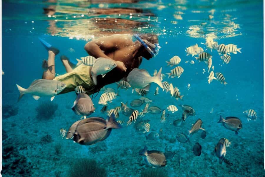 From Muscat: Dimaniyat Islands Snorkeling Tour - Key highlights worth waking up for