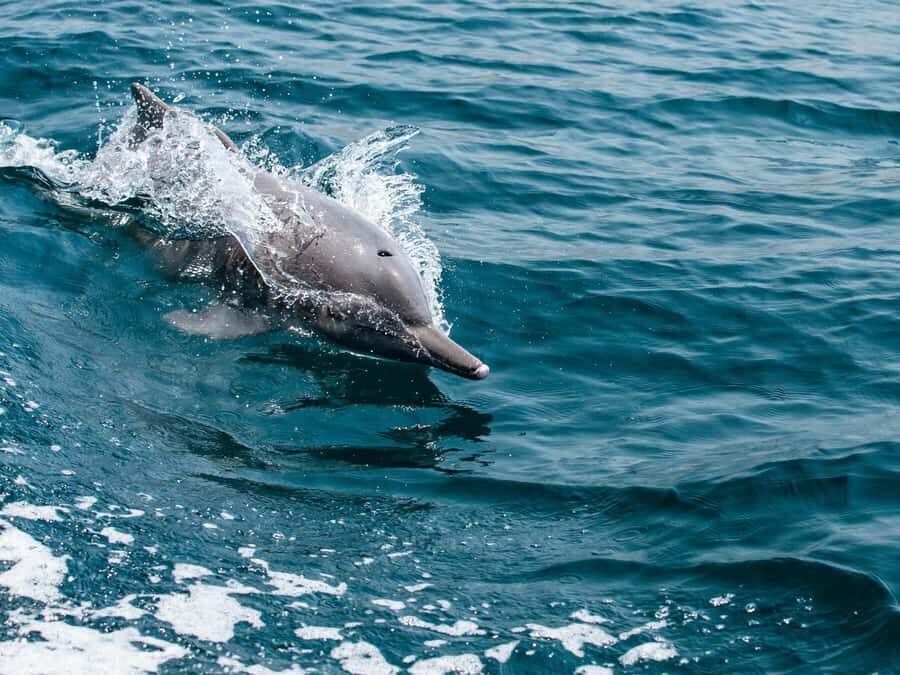 From Muscat: Discover Dolphins Day Trip - What You’ll Actually See: Bow-Riding, Lobtailing, and Social Dolphin Play