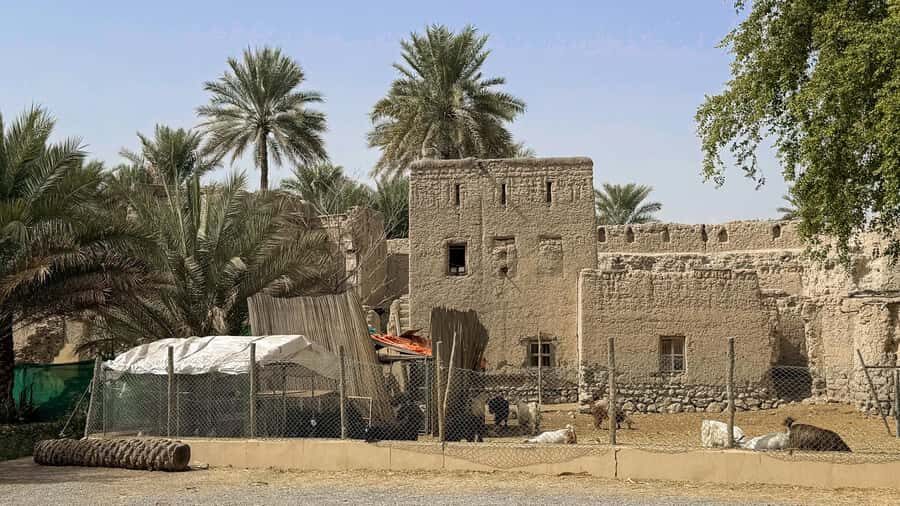 From Muscat: Nizwa and Jebel Akhdar Tour with Lunch - How the day flows: balancing guided stops and your own wandering time