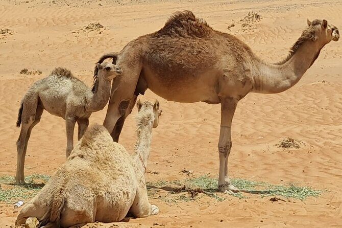 From Muscat: Wadi Hawar and Wahiba Sands Desert Tour - Camel Rides and Desert Timing: Choosing What You Spend Extra On
