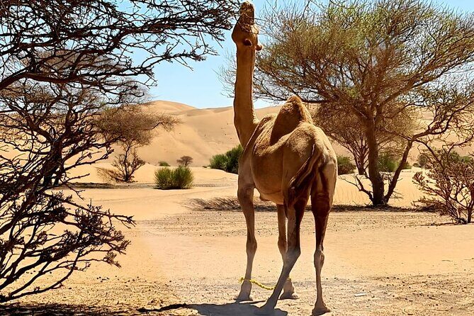 From Muscat: Wadi Hawar and Wahiba Sands Desert Tour - Price and Value: Is $175 Fair for This 8.5-Hour Day?