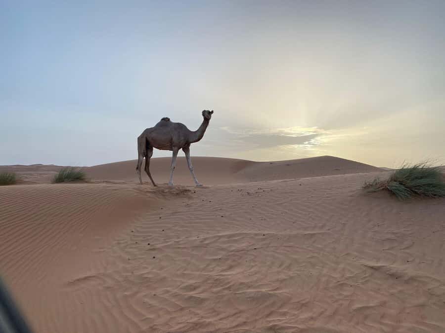 From Muscat: Wahiba Sands Sunset with Desert Camp Dinner - Camp Lunch in the Desert: Great If You Confirm What’s Included