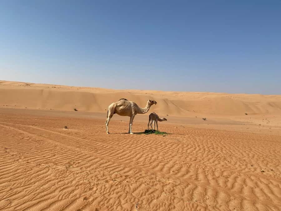 From Muscat: Wahiba Sands Sunset with Desert Camp Dinner - Muscat Hotel Pickup at Noon: The Start Is Simple