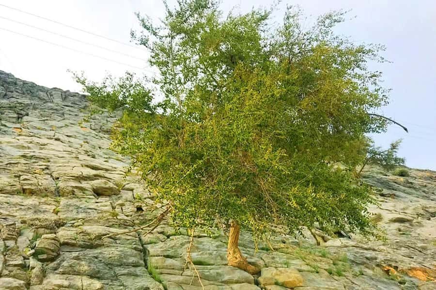 From Ras Al Khaima : Dolphin Watching and Jabal Harim Safari - Should you book this Ras Al Khaimah–Musandam dolphins and Jabal Harim safari?