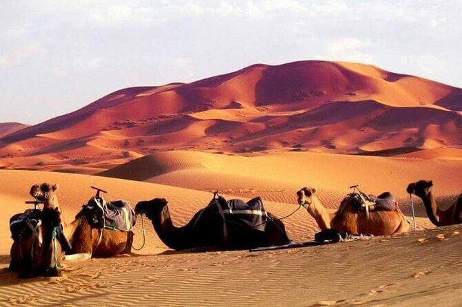 Full-Day Desert Safari Jeep Tour in Ash Sharqiyah Governorate - Date palms, wadis, and old villages: why the route matters