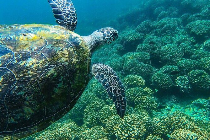 Full Day Dimaniyat Island Excursion - Marina Bandar Al Rowdha Meet-Up and the 8:30–2:30 Window
