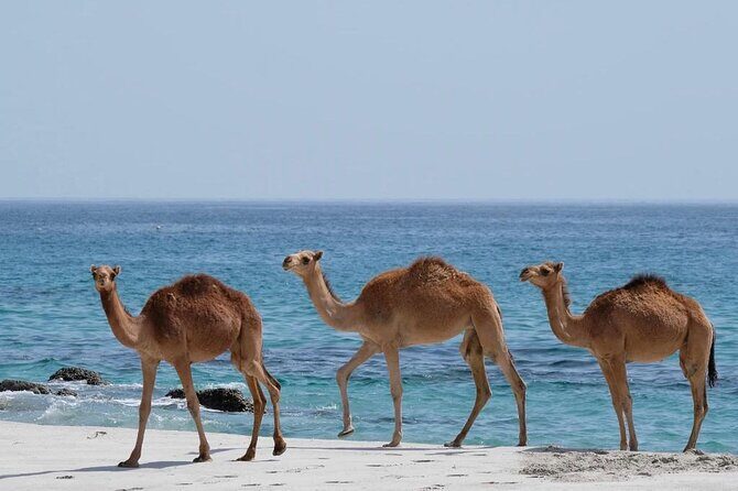 Full Day Guided Salalah a Combination of East and West tour - Wadi Darbat waterfalls: the southern Oman nature break