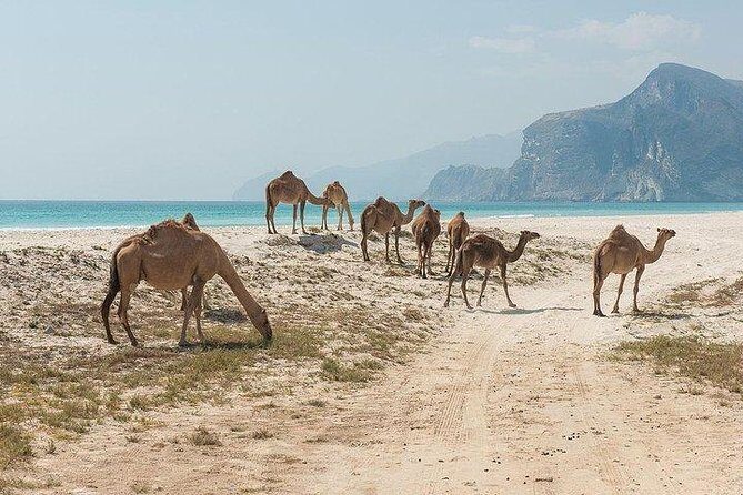 Full day west tour of Salalah - Prophet Job’s Tomb in Dhofar: A Spiritual Stop With Context