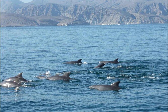 Half Day Dolphin Watching Musandam Dhow Cruise - Should you book the Half Day Dolphin Watching Musandam Dhow Cruise?