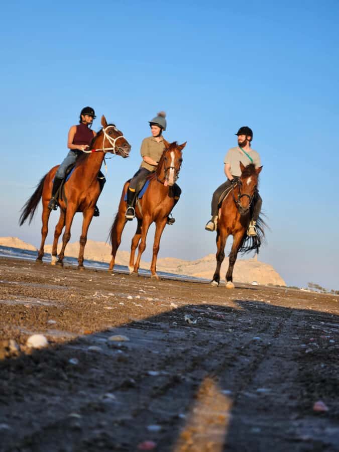 Horse Riding Oman - 2 hour ride - Why Al Sawadi Beach Horse Riding Is a Quick Trip From Muscat
