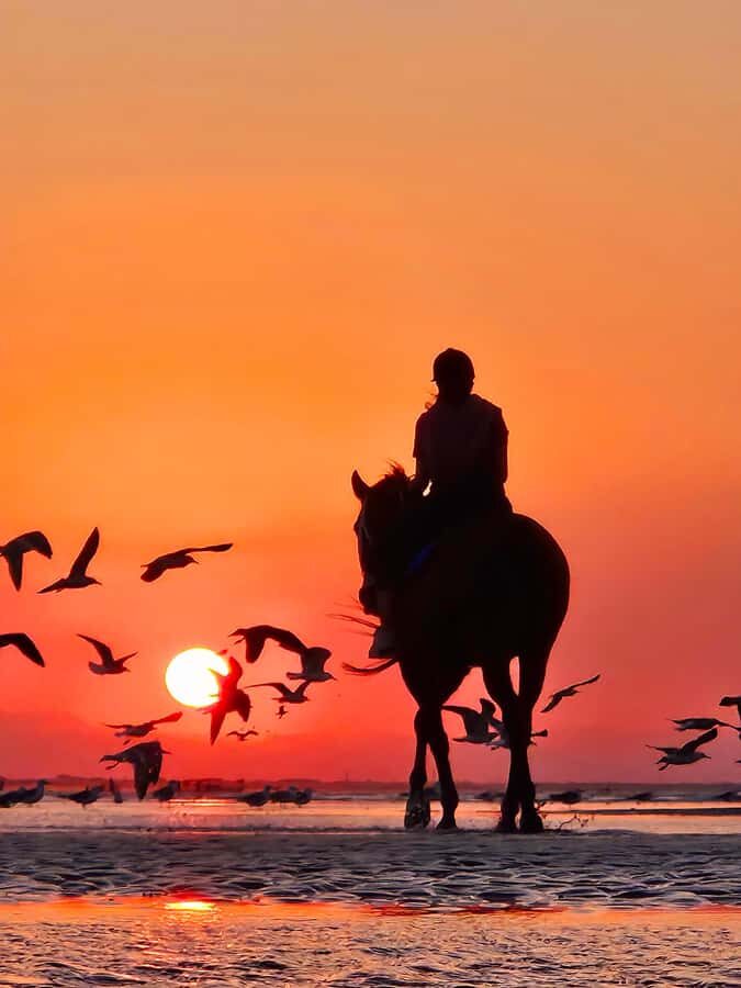 Horse Riding Oman - 2 hour ride - Who This Horse Ride Fits Best (and Who Should Skip It)