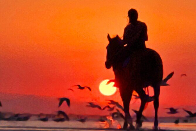 Horseback Riding Muscat Beach - The Guide Experience: Suleman’s “Do It With You” Style