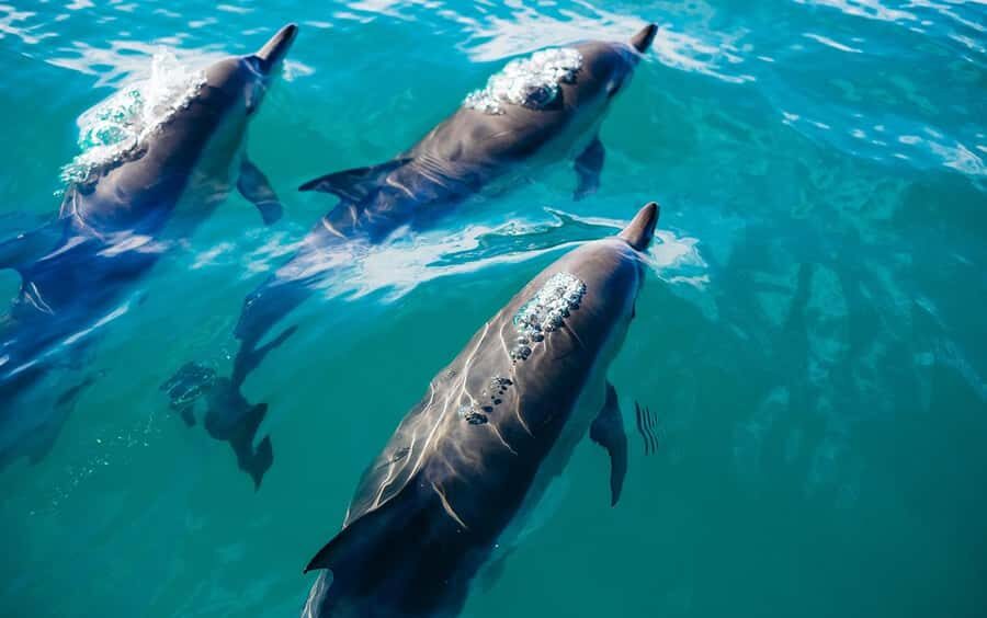 Khasab: Khor Sham Half-Day Cruise with Snorkeling & Dolphins - Key Things to Know Before You Go