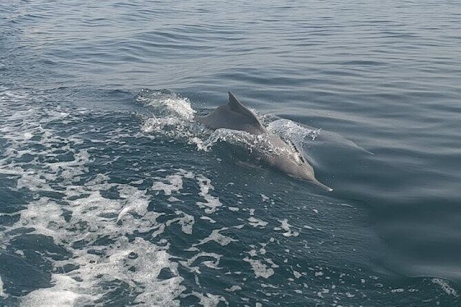 Khasab Musandam Full Day dhow cruise with lunch and Snorkeling - Lunch Onboard: Buffet Comfort With Omani Flavors