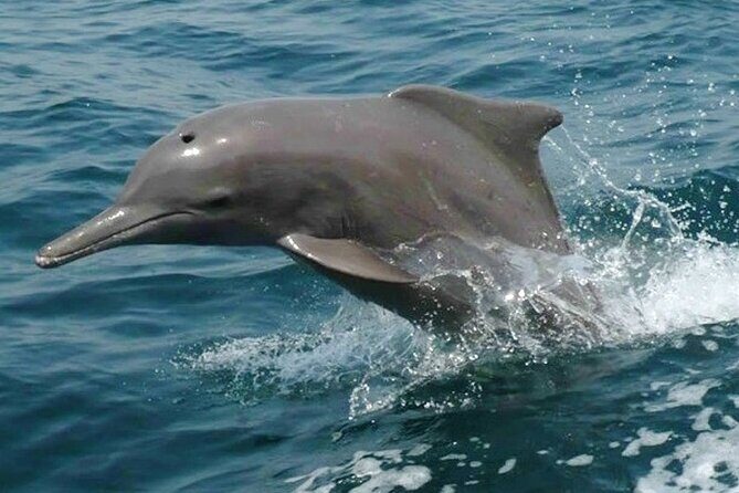 Khasab Musandam Half Day Dhow Cruise and Snorkeling Trip - Cruising Musandam Fjords: villages, remote beaches, and dolphin odds