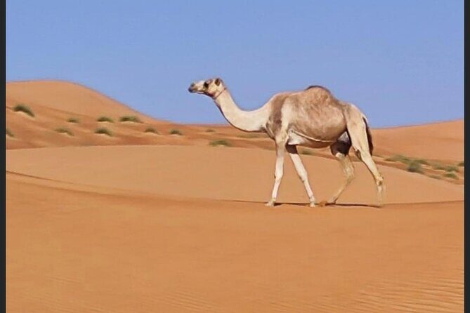 Luxury Overnight Desert Safari in Salalah - Ubar Ruins: The Incense-Trade Legend You Can Walk Through