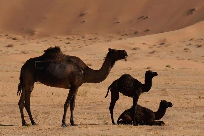 Luxury Overnight Desert Safari in Salalah - The Empty Quarter: Rub’ al Khali and the Big Sand-Sea Ride