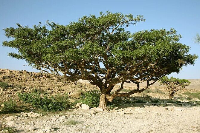 Luxury Overnight Desert Safari in Salalah - Sunset Pause: Arabic Tea or Coffee Before the Stars
