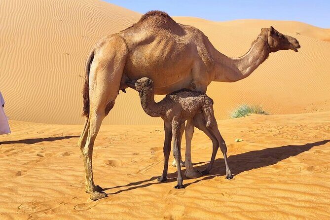 Luxury Overnight Desert Safari in Salalah - Tadeonal Desert Safari Camp: Private Tent, Bone Fire, Shisha, Stargazing