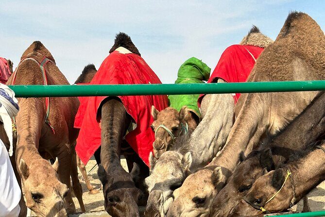 Luxury Overnight Desert Safari in Salalah - Dinner and Breakfast: Omani-Style Comfort After the Dune Bouncing
