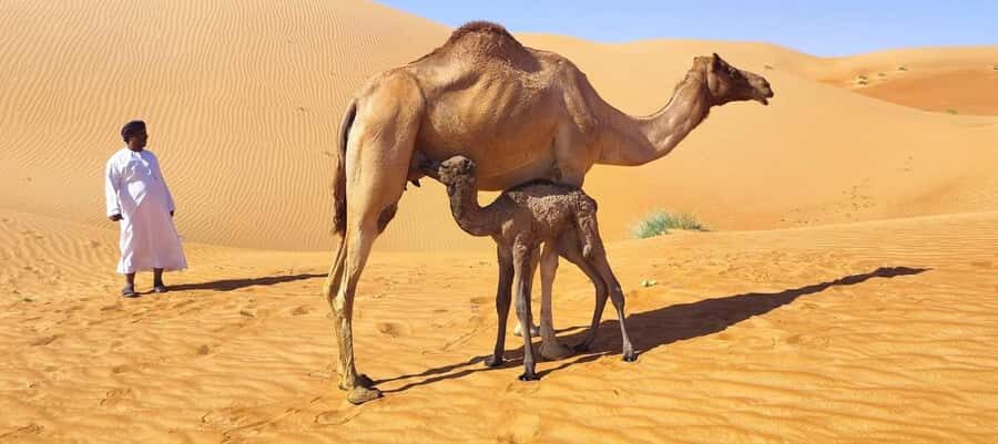 Magical Desert Safari By Land Cruise in Empty Quarter - Frankincense Natural Park stop: more than a quick photo break