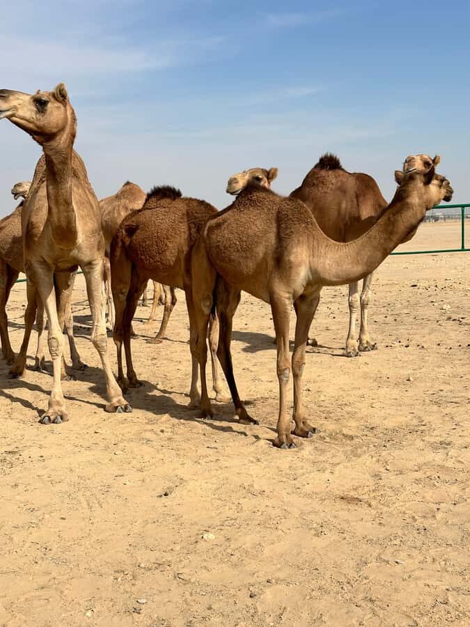 Magical Desert Safari By Land Cruise in Empty Quarter - Dune bashing with an Omani driver: how to enjoy the real thing
