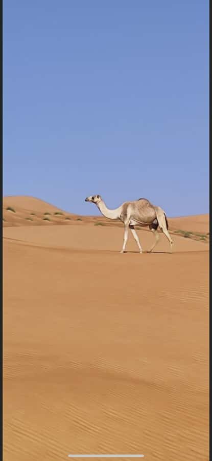 Magical Desert Safari By Land Cruise in Empty Quarter - Black camels, camel farm, and the desert camp atmosphere