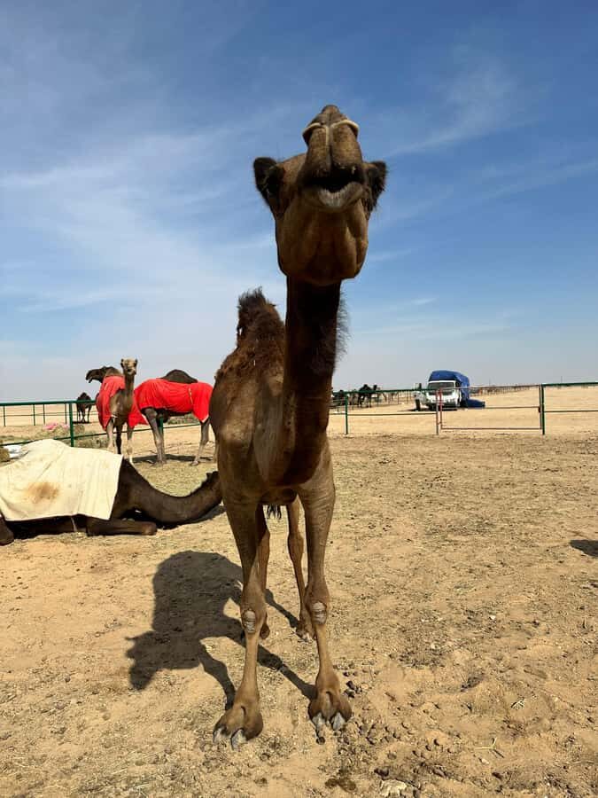 Magical Desert Safari By Land Cruise in Empty Quarter - Who should book this Empty Quarter safari?
