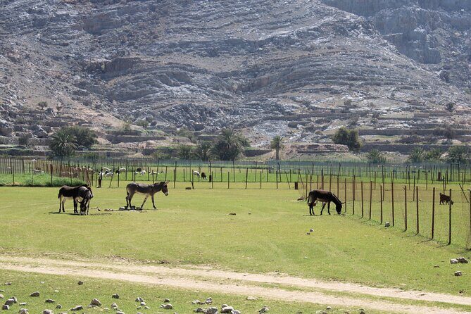 Mountain Safari in Jebel Harim - Musandam Sea Adventure Travel and Tourism Start: What the Morning Sets Up