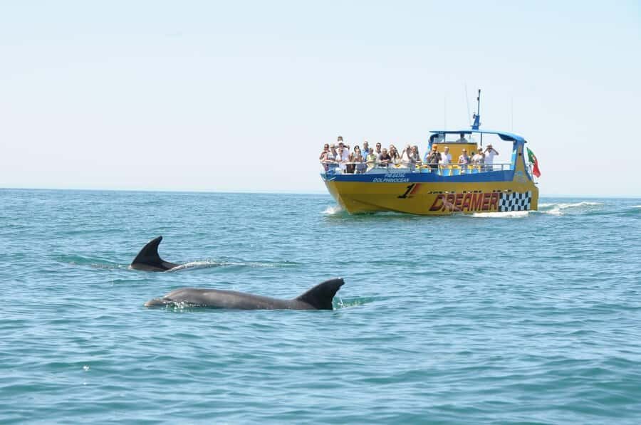 Muscat: 4-Hour Snorkeling Tour with Dolphin watching - Reef Reality Check: Coral Expectations and What to Compare It To
