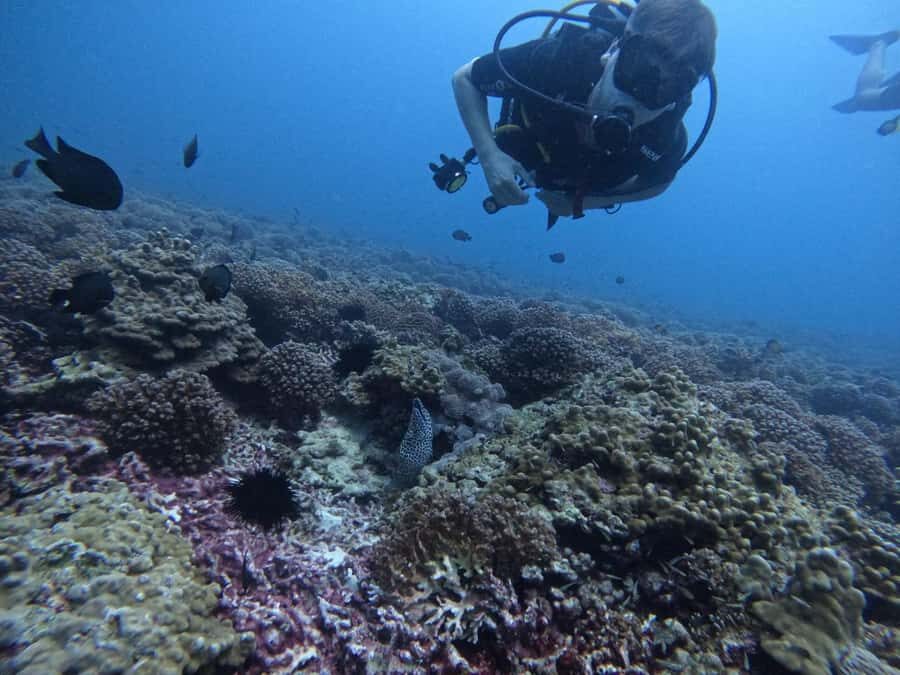 Muscat: Daymaniat Islands Scuba Diving for Beginners - Daymaniat Islands in Muscat: a beginner-focused underwater day