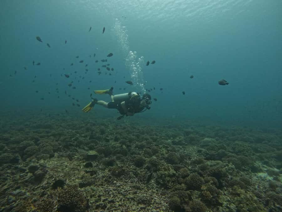 Muscat: Daymaniat Islands Scuba Diving for Beginners - Price and value: is $194 a fair deal for a half-day?