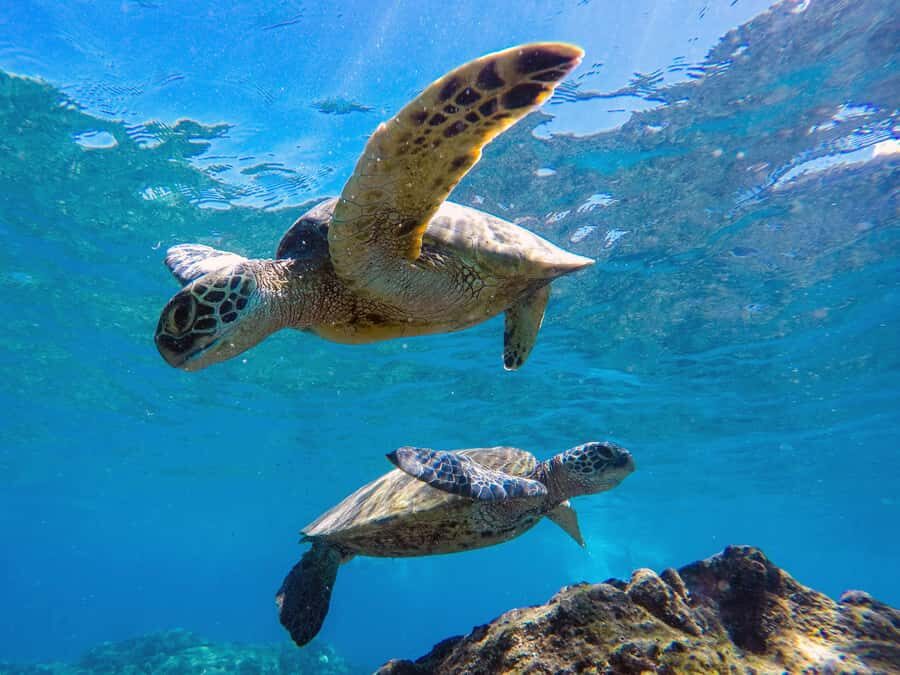 Muscat: Daymaniat Islands Snorkeling Tour with Refreshments - Boats, guides, and comfort: how the crew helps you have an easy water day