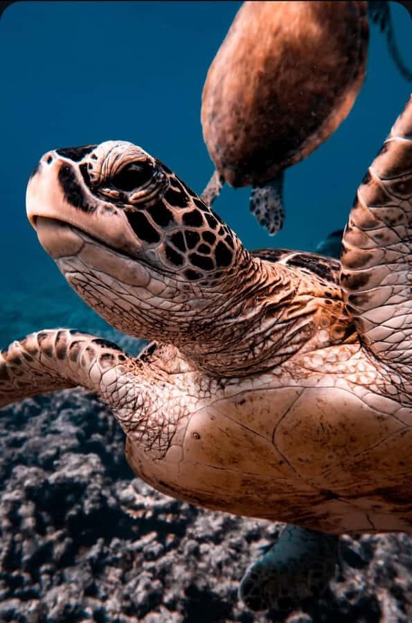 Muscat: Daymaniat Islands Snorkeling Tour with Refreshments - Why Daymaniyat feels different: a nature reserve built around turtle behavior