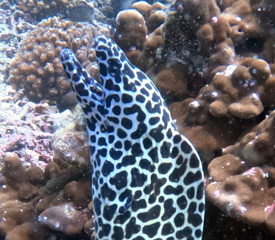 Muscat: Daymaniat Islands Try Scuba Diving - Key points before you go