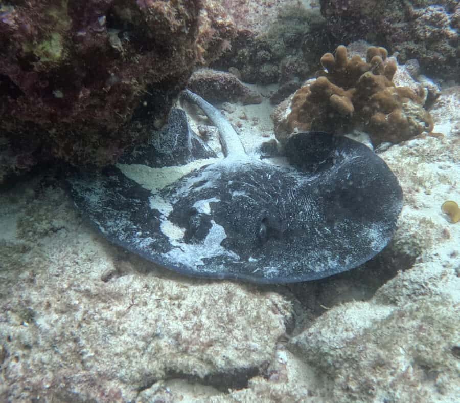 Muscat: Daymaniat Islands Try Scuba Diving - Between Sessions: Snacks, Soft Drinks, and a Pace That Stays Pleasant