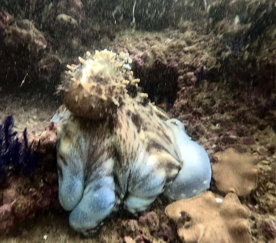 Muscat: Daymaniat Islands Try Scuba Diving - Who Should Book This Muscat Daymaniyat Sea Trip (and Who Should Skip It)