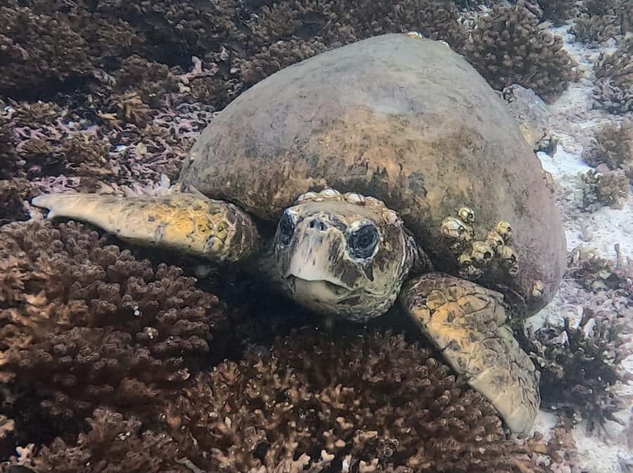 Muscat: Daymaniat Islands Try Scuba Diving - Price and Value: Does $217 Make Sense for a Half-Day?