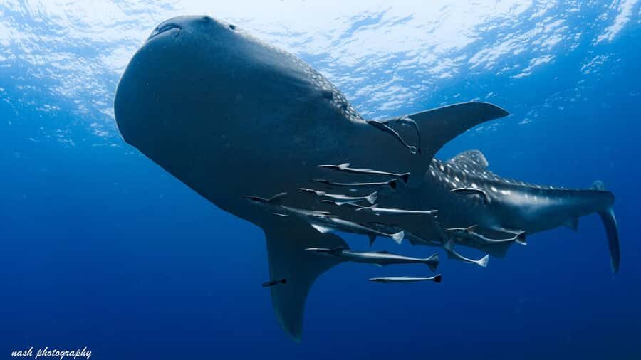 Muscat: Daymaniyat Island Scuba Dive 2 locations + BBQ Lunch - Getting Started at MolaMola and Finding Your People