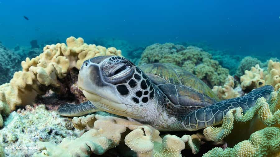 Muscat: Daymaniyat Island Scuba Dive 2 locations + BBQ Lunch - Second Underwater Session: Your Second Chance for the Bigger Encounters