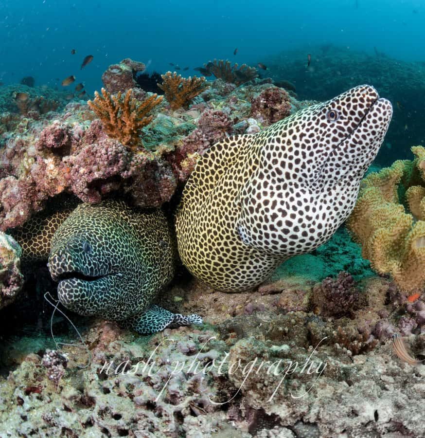 Muscat: Daymaniyat Island Scuba Dive 2 locations + BBQ Lunch - Best Fit: Who This Trip Is For (and Who Should Skip It)