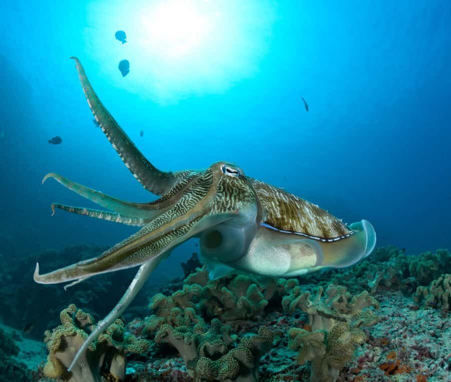 Muscat: Daymaniyat Island Scuba Dive 2 locations + BBQ Lunch - The Speedboat Ride: Comfortable, Not Chaotic