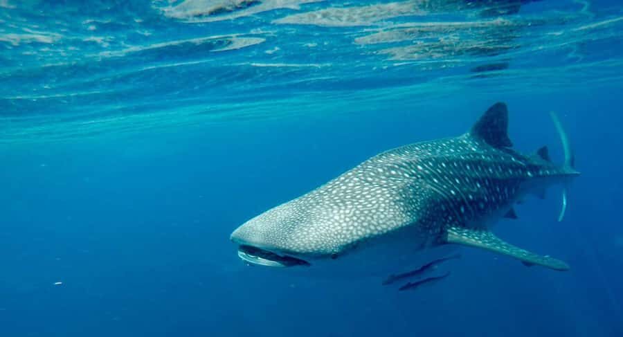 Muscat: Daymaniyat Islands Private Boat Tour with Snorkeling - Key things to know before you go