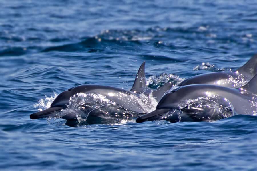 Muscat: Daymaniyat Islands Private Boat Tour with Snorkeling - Turtle Bay Snorkeling: Your First Real Look Under the Surface