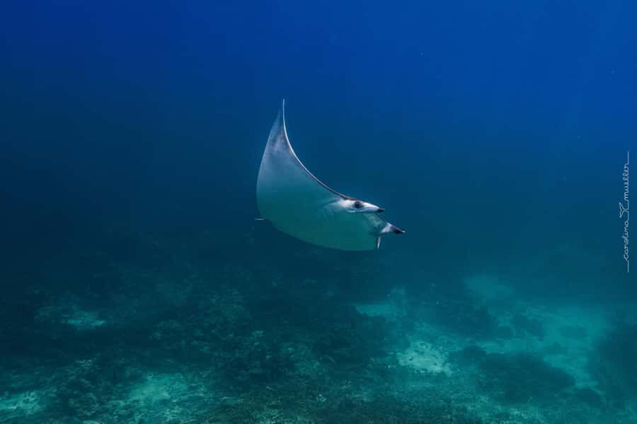 Muscat: Daymaniyat Islands Snorkeling Trip with BBQ Lunch - Wildlife Rules That Change the Day: Beach Access by Season