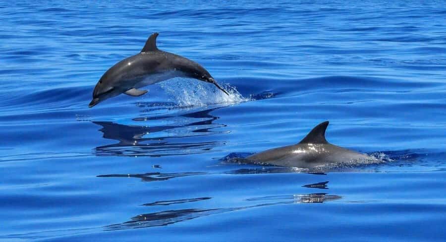 Muscat: Dolphin Watch & Snorkel Excursion - The Dolphin Watching Phase: What You’re Likely to See Off Muscat