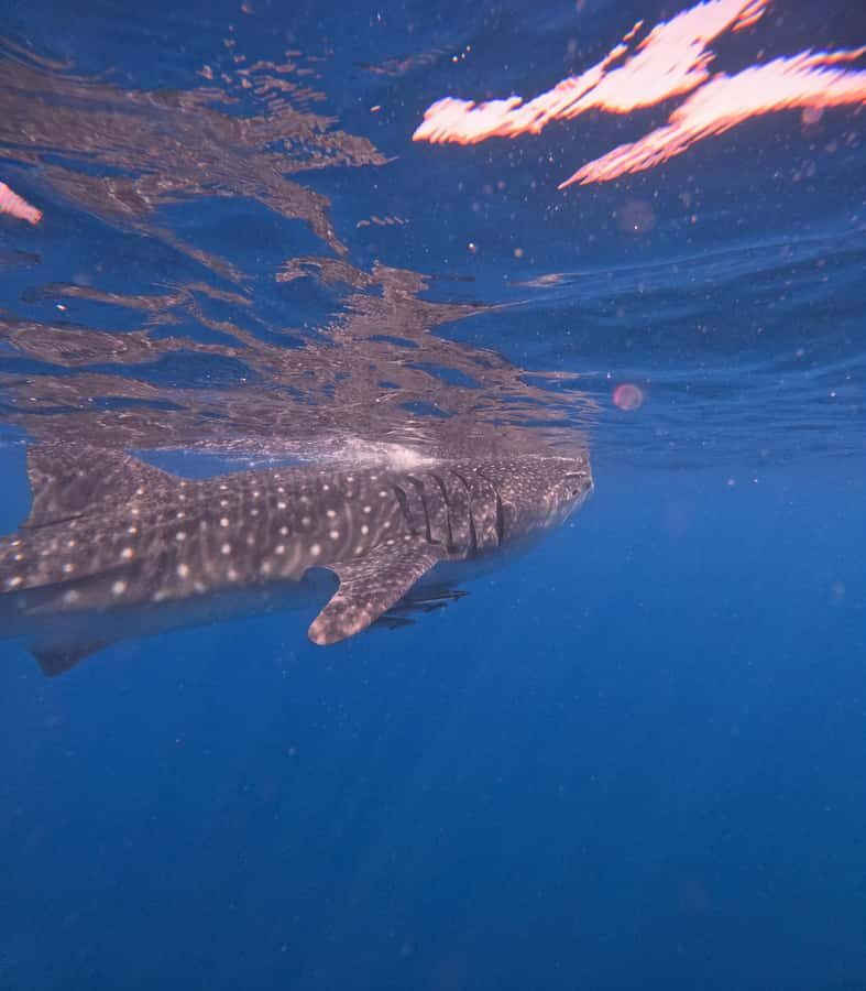 Muscat: Dolphin Watch & Snorkeling - Who This Tour Fits Best (and Who Should Skip It)
