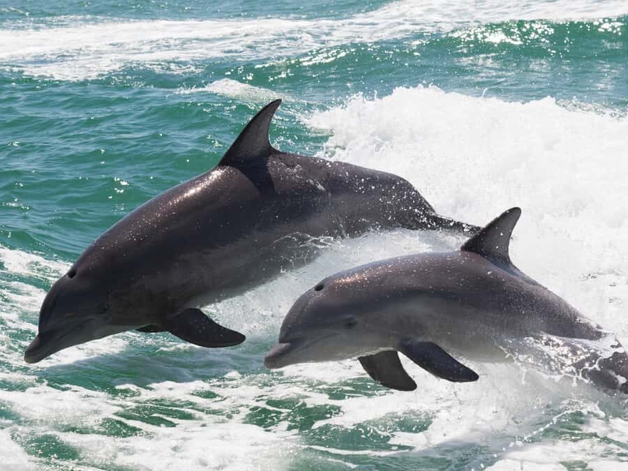 Muscat: Dolphin Watch & Snorkeling - 150 Minutes on the Water: The Pace and How to Plan Around It